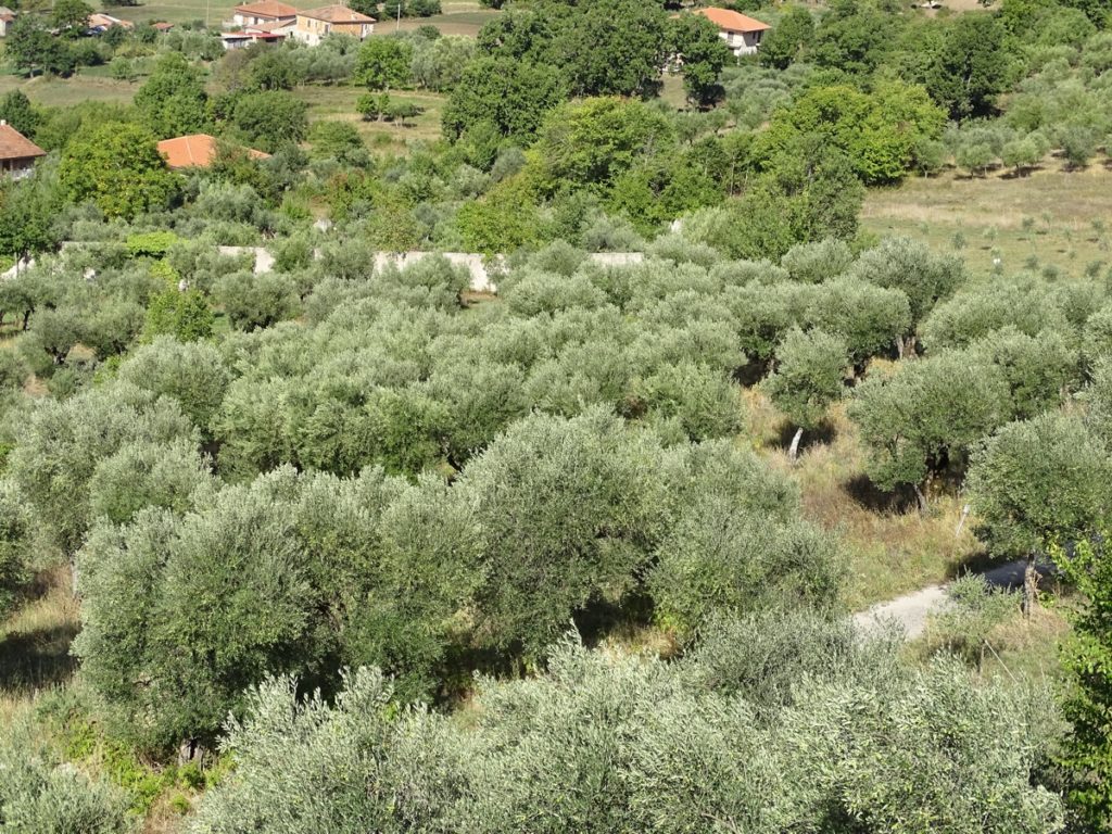 Sito di interesse comunitario: Monti della Maddalena